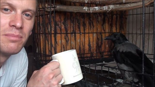 Ворона скучака смотреть онлайн