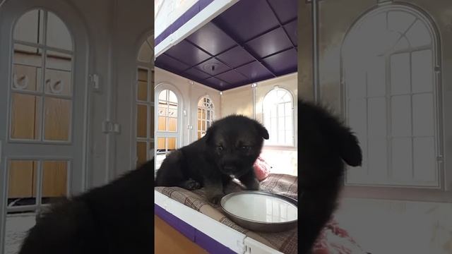 Баррель первый день дома. смотреть онлайн