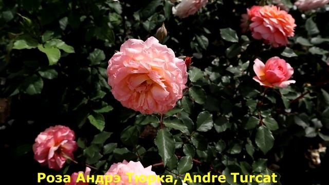 Розы НОВИНКИ! Это одни из лучших сортов! Очень красивые сорта, аромат, как у хороших духов. смотреть онлайн