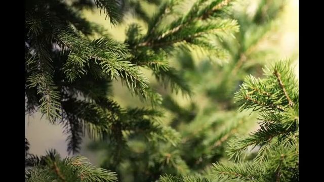 Ян Сибелиус "Ель" смотреть онлайн