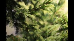 Ян Сибелиус «Ель»