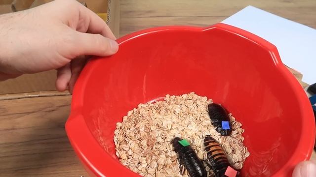 Огромные шипящие тараканы в лабиринте! Кто первый найдет еду? смотреть онлайн