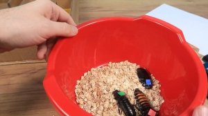 Огромные шипящие тараканы в лабиринте! Кто первый найдет еду?