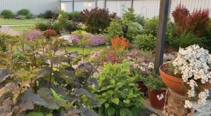 Обзор Гортензий после кардинальной обрезки/ нормирование побегов/ укореняю черенки/ крупнолистная …