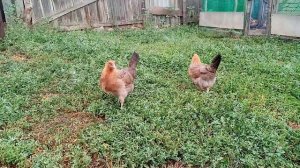 Ленинградская золотисто серая порода кур!! Новая порода в нашем хозяйстве!!