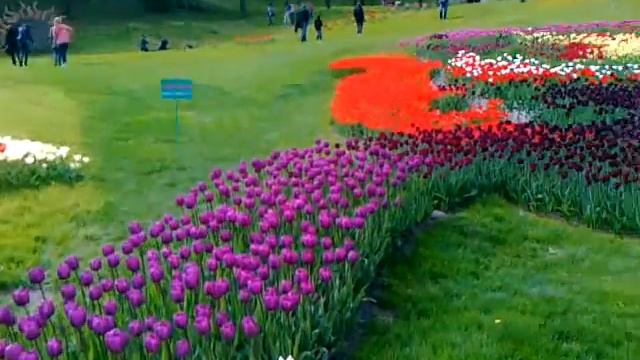 Выставка тюльпанов 2016 на Певческом поле смотреть онлайн