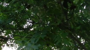 Король джунглей