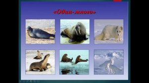 "Животные холодных стран"