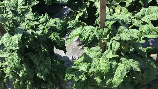 Томатный Гном Картофельная гадюка. Обзор в открытом грунте в середине июня. смотреть онлайн