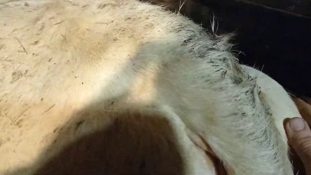 Признаки скорого отела у коров смотреть онлайн