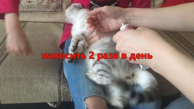 Как помочь кошке - дешево, безопасно и эффективно! смотреть онлайн