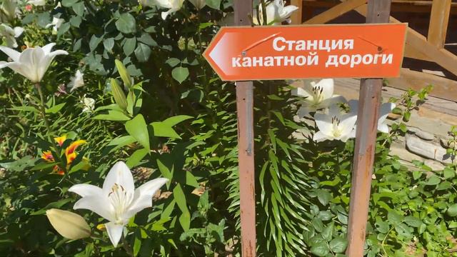 Розарий с лилиями невероятной красоты у канатной дороги Сафари-парка в Геленджике (июль 2021) смотреть онлайн