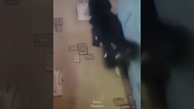 Утренняя подборка свежевыжатого юмора))) смотреть онлайн