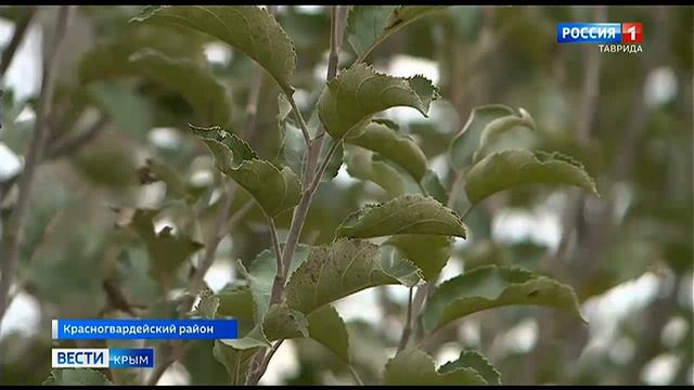 Сады Крымская фруктовая компания Красногвардейский район смотреть онлайн