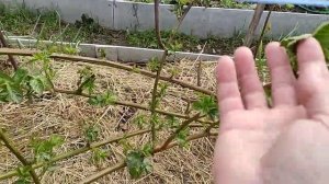 Ежевика расстояние между кустами