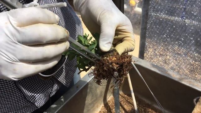 申し分ない根のない5cm以内の小さなクチナシ盆栽の今花芽が沢山！！秋には実が沢山つく？・生産者小品盆栽職人やじま園・＠盆栽タネ смотреть онлайн