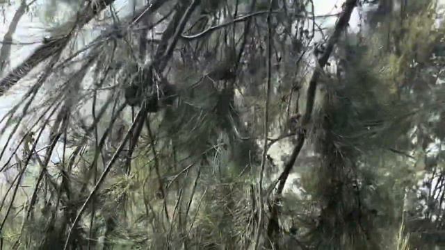 SPIDERS, SNAKES, AND SAPPHIRE!!! - Australian Sapphire Hunting - Glen Innes & Inverell смотреть онлайн