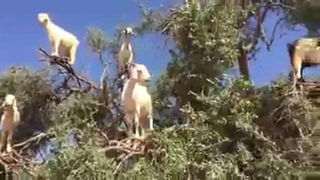Бараны на дереве (sheep On The Tree)