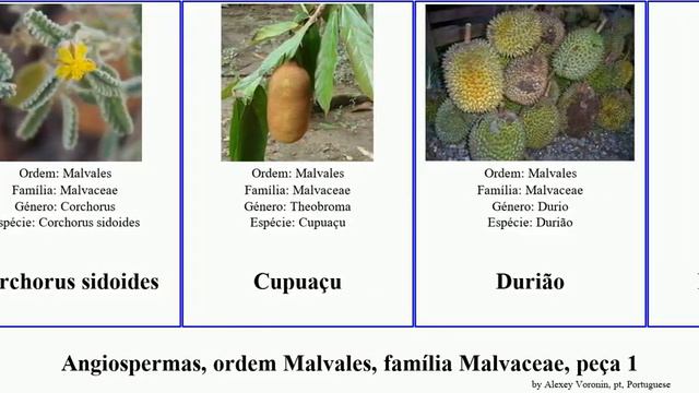 Angiospermas, ordem Malvales, família Malvaceae, peça 1 gossypium hibiscus rosea angiosperms Cola смотреть онлайн
