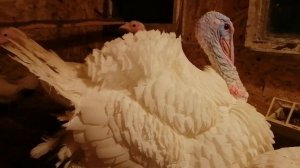 В каком возрасте начинает нестись индейка и что на это влияет?