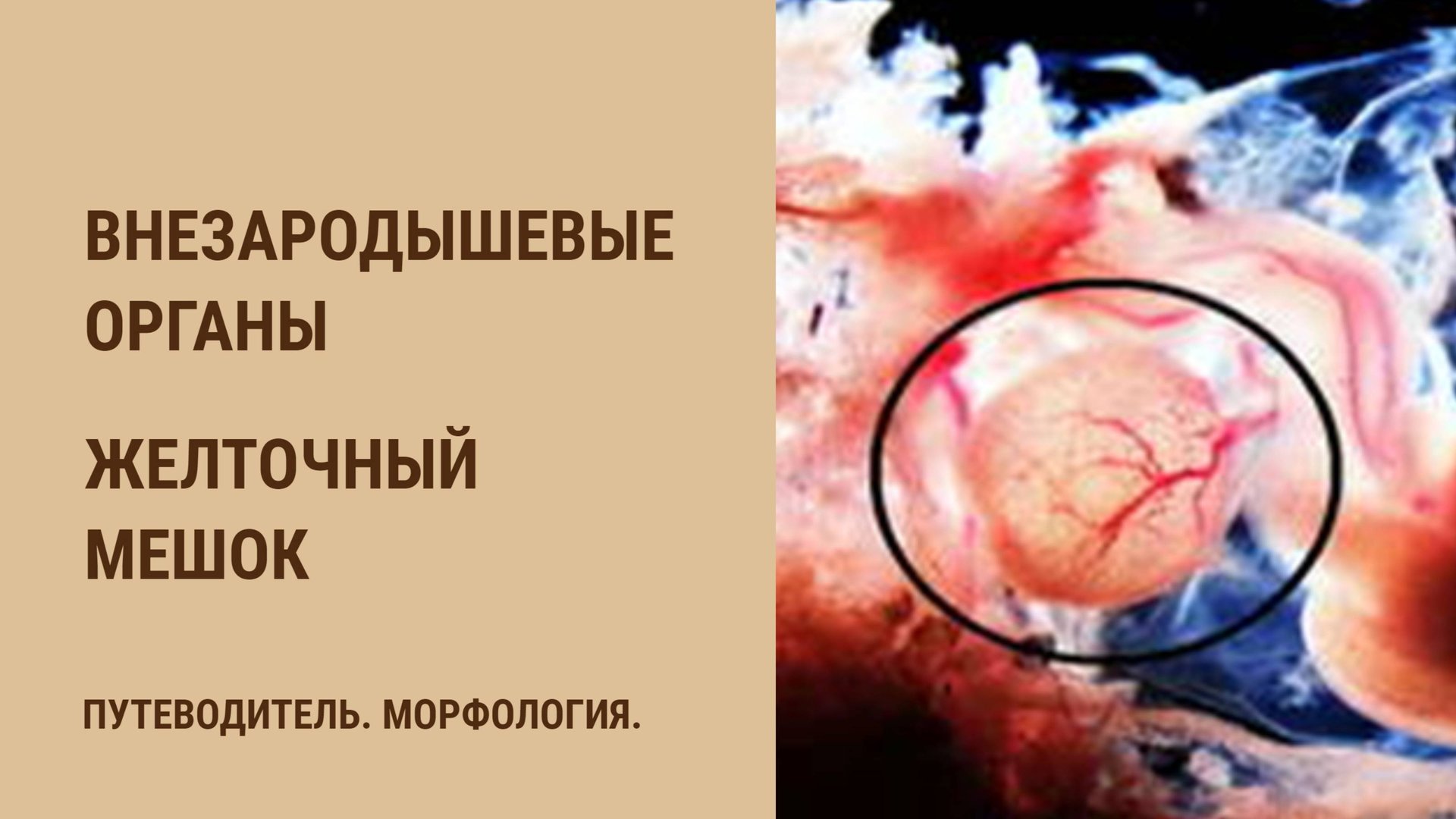 Внезародышевые органы. Желточный мешок смотреть онлайн