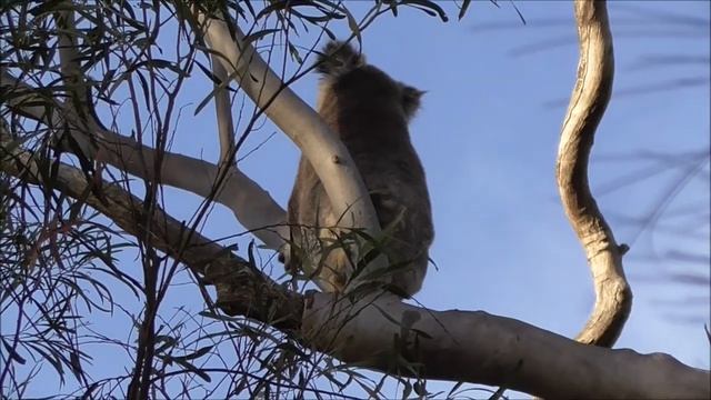 Koala (Phascolarctos cinereus) смотреть онлайн