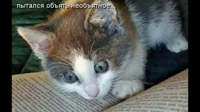 Смешные картинки смотреть онлайн