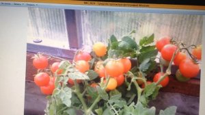 Обзор томата Пиноккио.