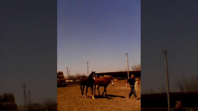 Спаривание смотреть онлайн