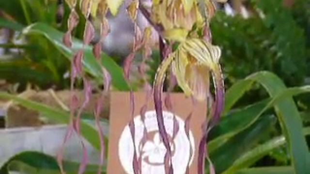 Princ Edward смотреть онлайн