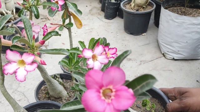 Tips for adenium flowering even in #small #adenium seedlings #gardening смотреть онлайн