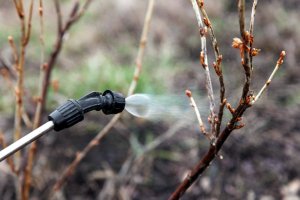 ПЕРВАЯ И САМАЯ ВАЖНАЯ ОБРАБОТКА САДА ОТ БОЛЕЗНЕЙ.