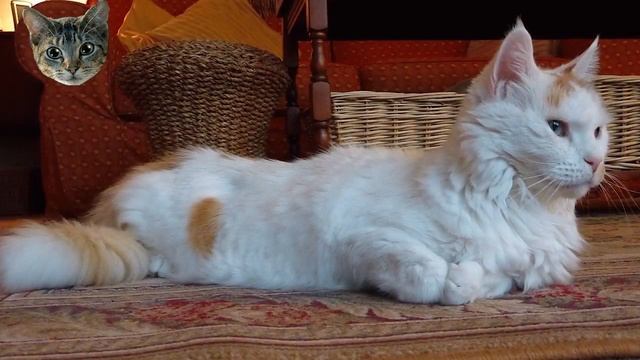 Что снится кошке? | Интересные факты смотреть онлайн