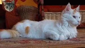 Что снится кошке? | Интересные факты