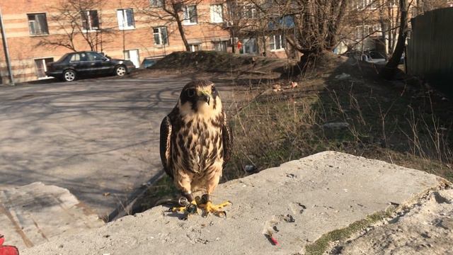 Соколиное поздравление!) смотреть онлайн