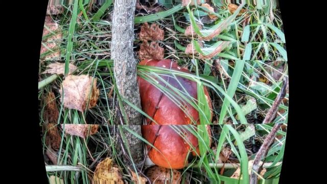 Черёмушкин пруд и боровики. Кемеровский район смотреть онлайн