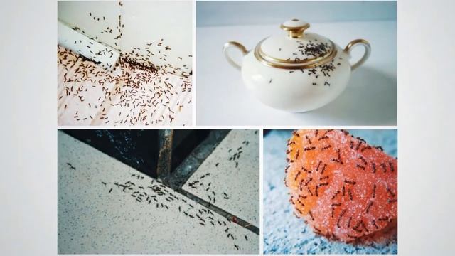 10 насекомых живущих в доме смотреть онлайн