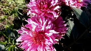 Вегетативные георгины начинают зацветать