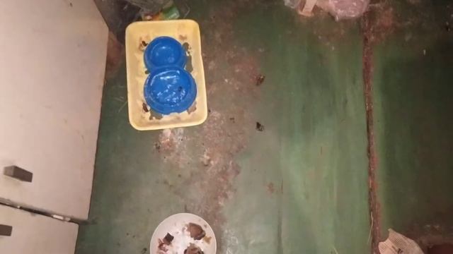 Тараканы в квартире. Избавляюсь от тараканов механическим путём смотреть онлайн