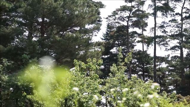 SONY A77 II 1080p movie (F2.8 lens) смотреть онлайн