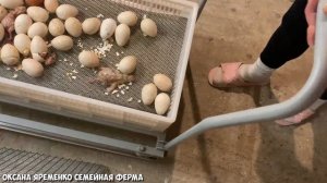 ИНКУБАЦИЯ / ВЫВОД / ТАКОГО ЕЩЁ НЕ БЫЛО! / ИНКУБАТОР СТИМУЛ