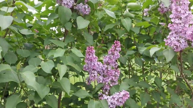 BEZ🇵🇱LILAC FLOWERS / SYRINGA смотреть онлайн