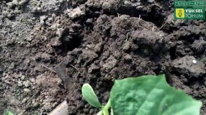 Откапываем корневую систему огурца Лютояр F1. Отличная корневая!!! Экстра и Метионин работают!