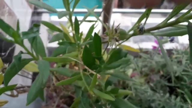 How To Collect And Save Seed From Osteospermum/White Daisy/Cape Daisy/Blue Eyed Daisy/African Daisy