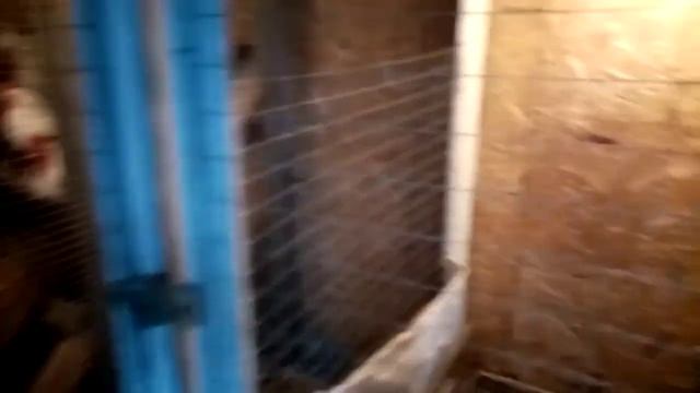 Боремся с не понятными мелкими насекомыми, в курятнике. смотреть онлайн