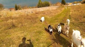 Обрабатываем коз от клещей/ собираем клещей ))) Прогулка на дачу 🌺🐐🏡