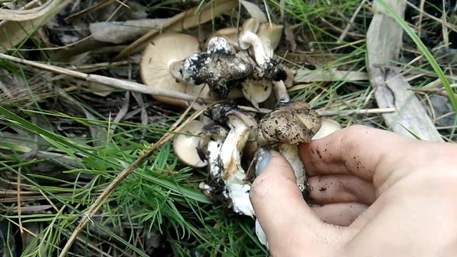 Рядовка Скрученная смотреть онлайн