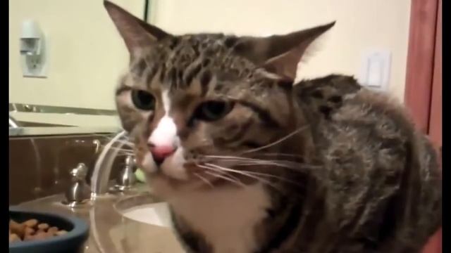 Кошки Чихают!Очень Смешно! смотреть онлайн
