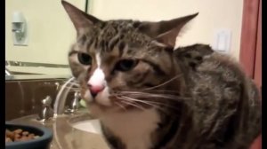 Кошки Чихают!Очень Смешно!