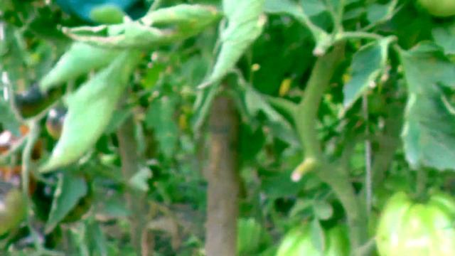 Обзор томатов открытого грунта (28.07.2020) часть 3 смотреть онлайн